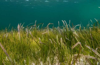 科学家称海草草甸面临不确定的未来