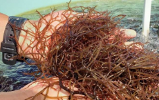 夏威夷各地食用海藻的营养回报和风险