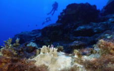 科学家表示海洋变暖导致世界各地的珊瑚礁正在经历大规模白化