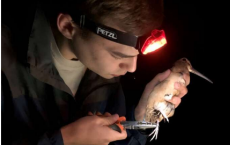 研究小组发现东海岸滨鸟物种流动繁殖的直接证据