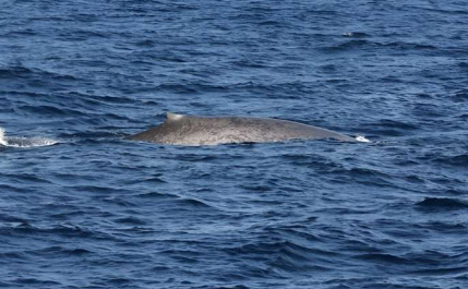 塞舌尔附近几十年来首次发现蓝鲸