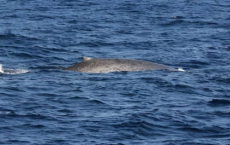 塞舌尔附近几十年来首次发现蓝鲸