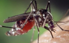 创新的化学策略针对蚊子幼虫肠道以对抗致命疾病的传播